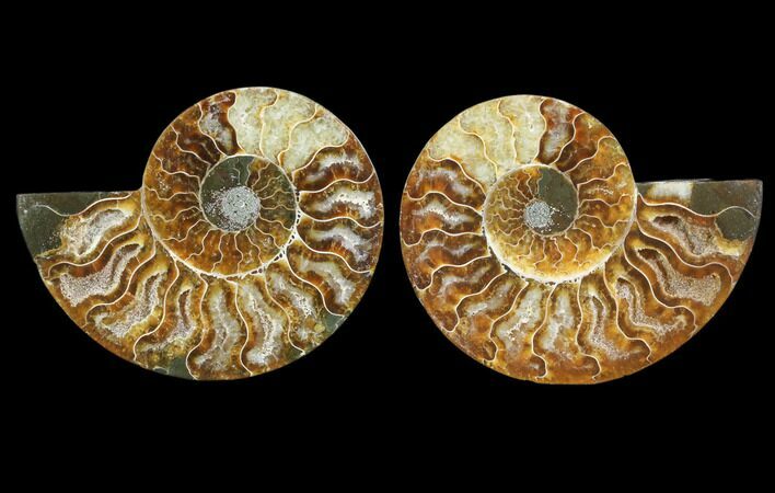 Cut & Polished Ammonite Fossil - Agatized #78394